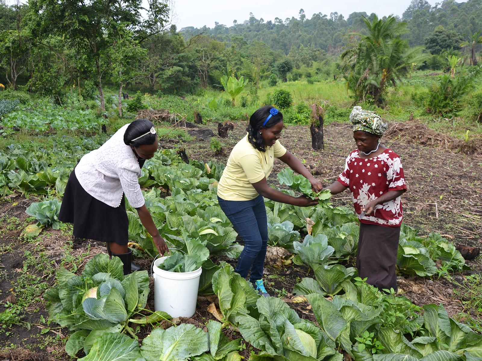 BigPicnic visit to Uganda