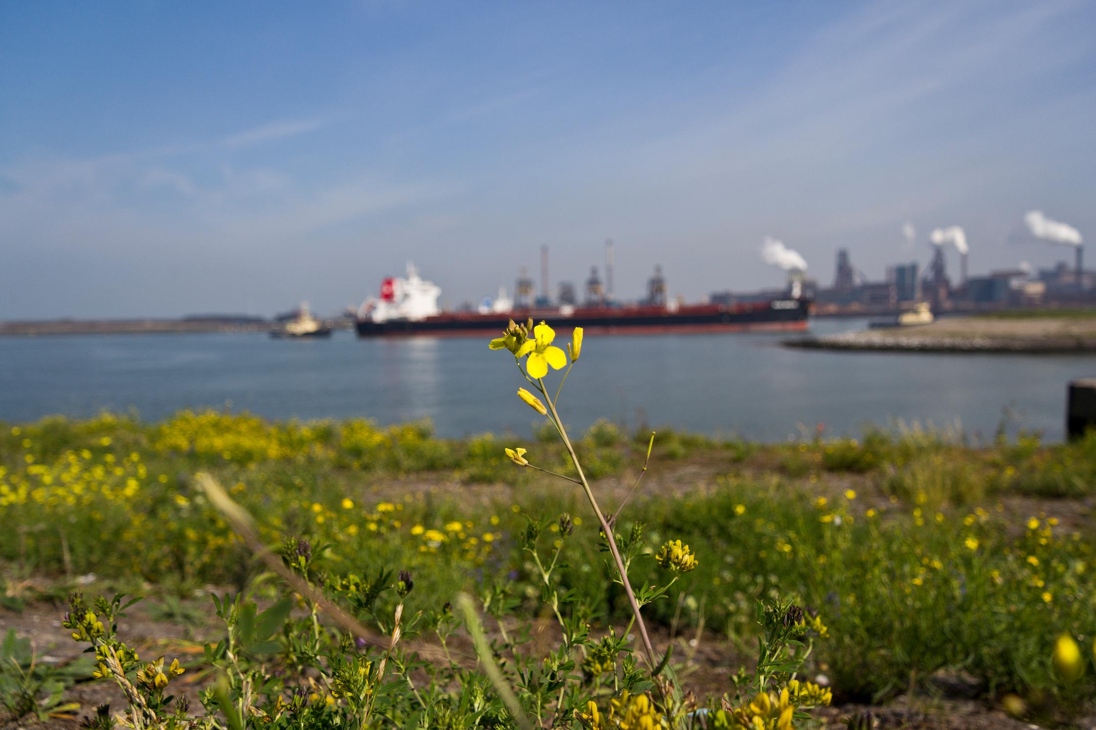 IJmuiden en Tata Steel