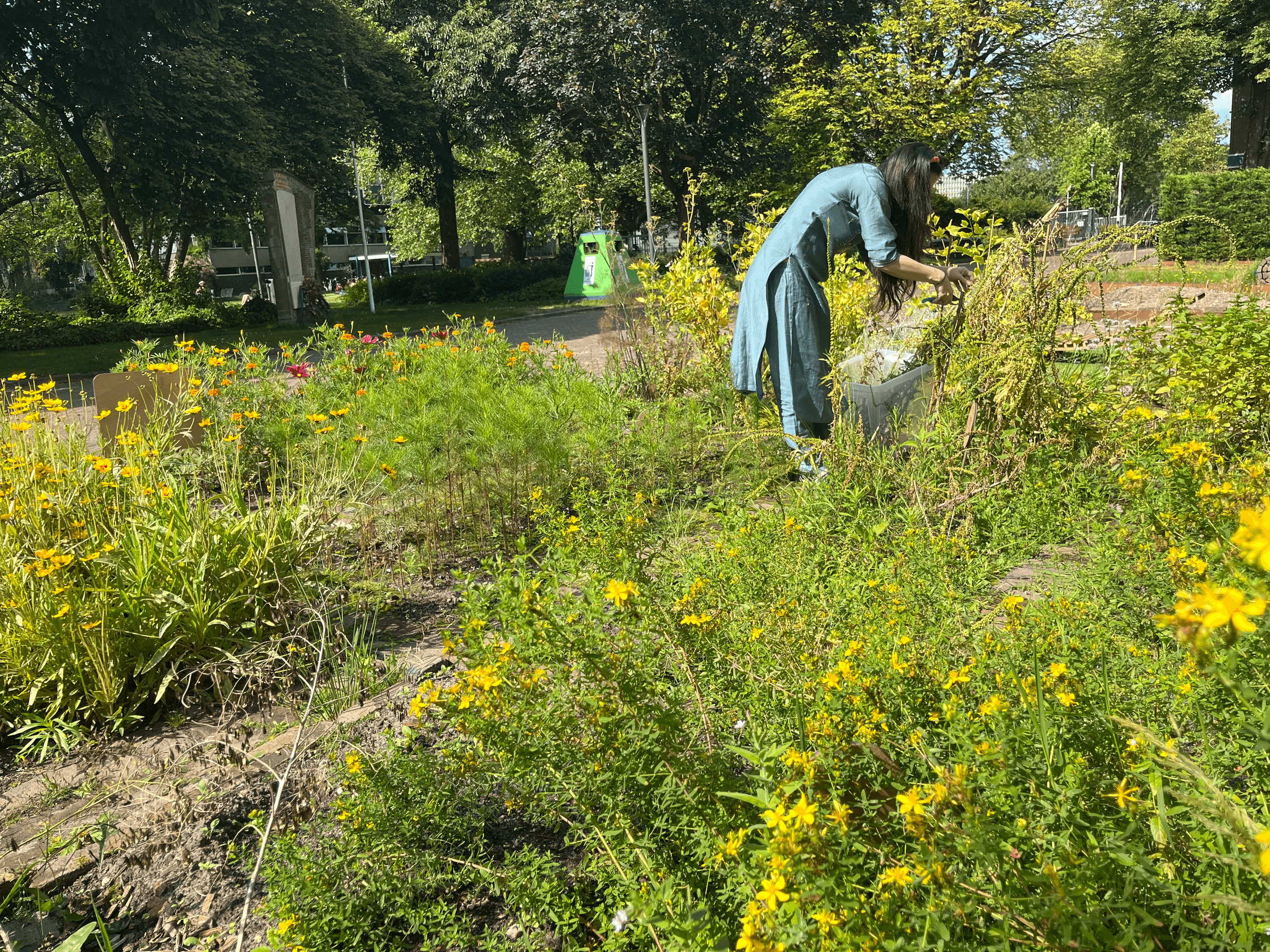 Een foto van een veld van gele bloemen, een vrouw met een blauwe jurk staat achterin het veld gebogen naar de bloemen toe.
