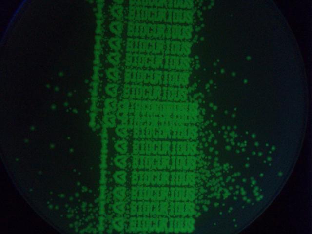 Bioprinting