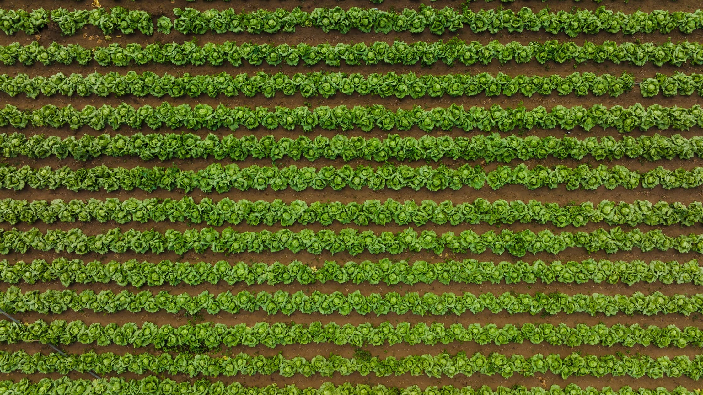 Veld met kroppen sla vanuit de lucht