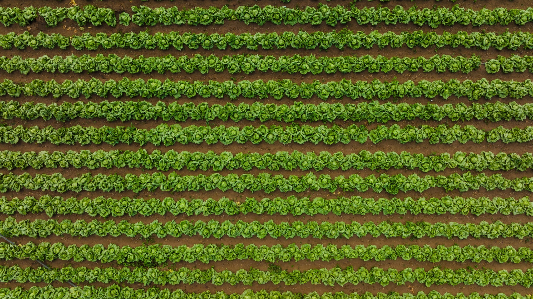 Veld met kroppen sla vanuit de lucht
